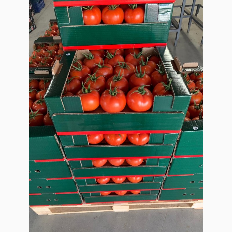 Купить томаты от производителя. Помидоры в ящике. Овощи на рынке. Помидоры в лотке. Реализация томатов.