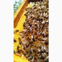 Продаються бджоломатки карпатка, Червеньово