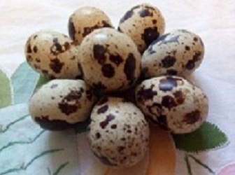 Інкубаційні яйця перепелів білий Техаськи бройлер
