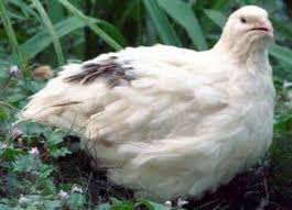 Фото 2. Інкубаційні яйця перепелів білий Техаськи бройлер
