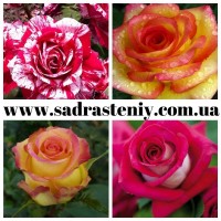Большой ассортимент роз и плодовых деревьев на сайте САД РАСТЕНИЙ