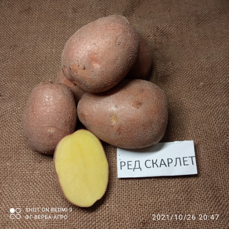 Ривьера сорт картофеля характеристика фото и описание