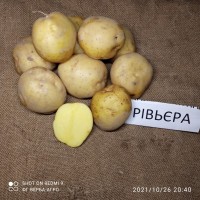 Насіннева картопля семенной картофель Ривьера, Беллароза, Коломбо, аризона