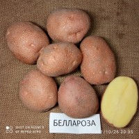 Насіннева картопля семенной картофель Ривьера, Беллароза, Коломбо, аризона