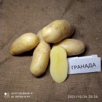 Насіннева картопля семенной картофель Ривьера, Беллароза, Коломбо, аризона