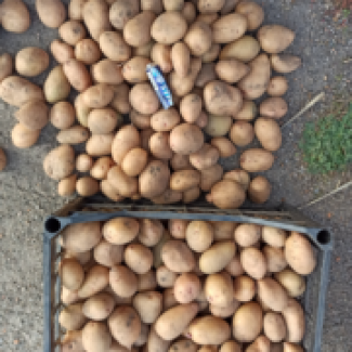 Продам оптом насіння картоплі Тірас від виробника