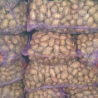 Продам оптом насіння картоплі Тірас від виробника