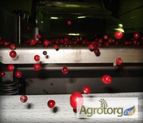 Фото 6. Фотосепараторы СортМаш VS - очистка и сортировка ягод, зерновых и полимеров