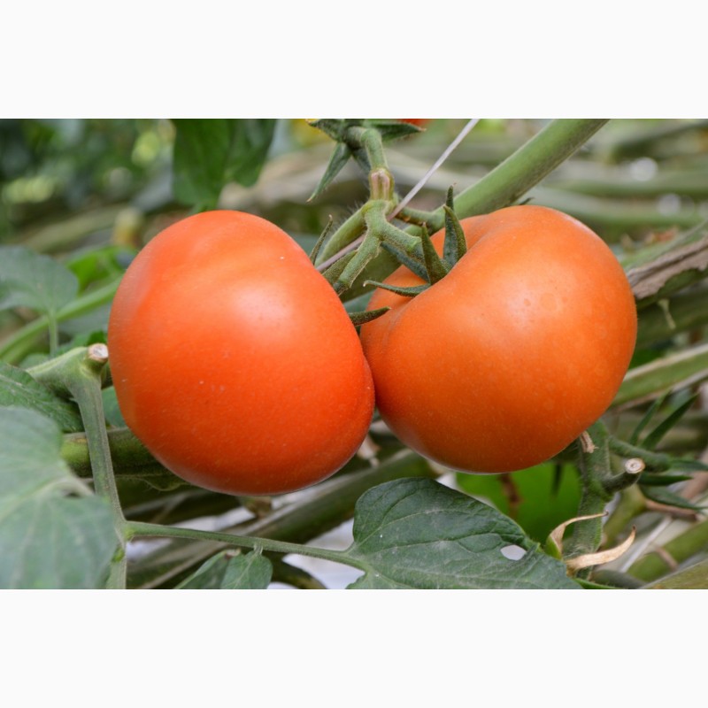 Фото 3. Продам помидоры оптом, оптом помидоры, томаты тепличные, купить оптом помидоры