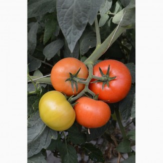 Продам помидоры оптом, оптом помидоры, томаты тепличные, купить оптом помидоры