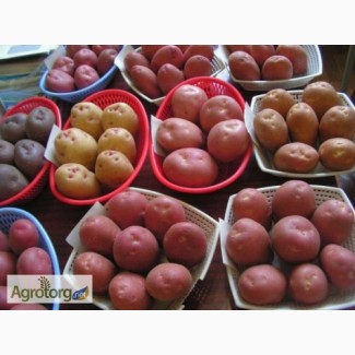 Якісне насіння картоплі високих репродукцій