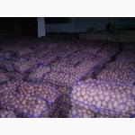 Якісне насіння картоплі високих репродукцій