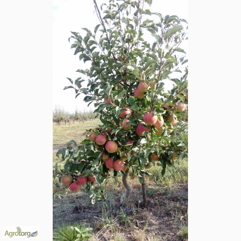 Фото 2. Породам яблука оптом, із молодого сада, урожай 2016 года, Черкасская обл