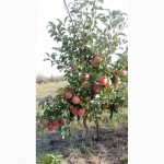 Породам яблука оптом, із молодого сада, урожай 2016 года, Черкасская обл