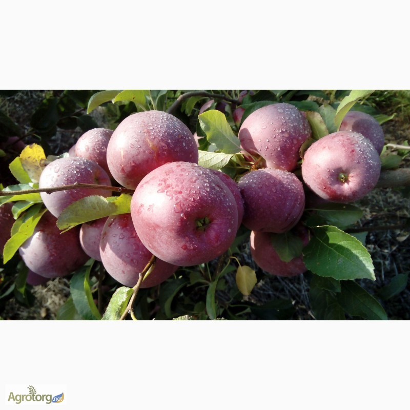 Фото 3. Породам яблука оптом, із молодого сада, урожай 2016 года, Черкасская обл