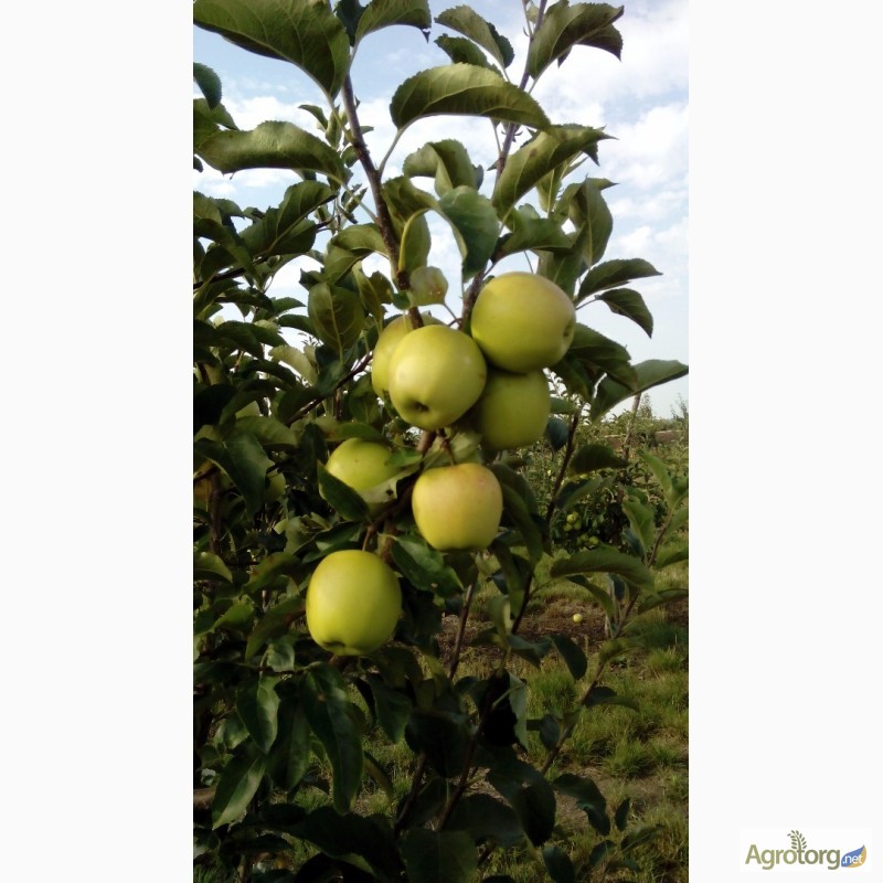 Фото 4. Породам яблука оптом, із молодого сада, урожай 2016 года, Черкасская обл