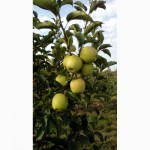 Породам яблука оптом, із молодого сада, урожай 2016 года, Черкасская обл