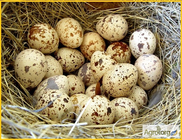 Фото 7. Яйца инкубационные перепела Техасец - бройлер (США Texas A M)