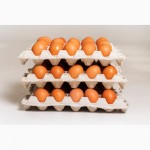 Продаем яйцо куриное от производителя СТОВ Колосок