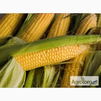 Продам семена кукурузы Любава 279МВ, ФАО-270
