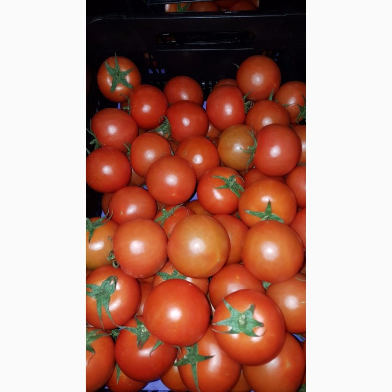 Фото 2. Продаем томат