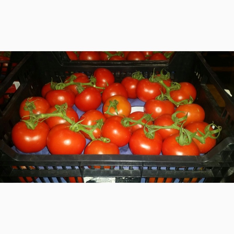 Фото 3. Продаем томат