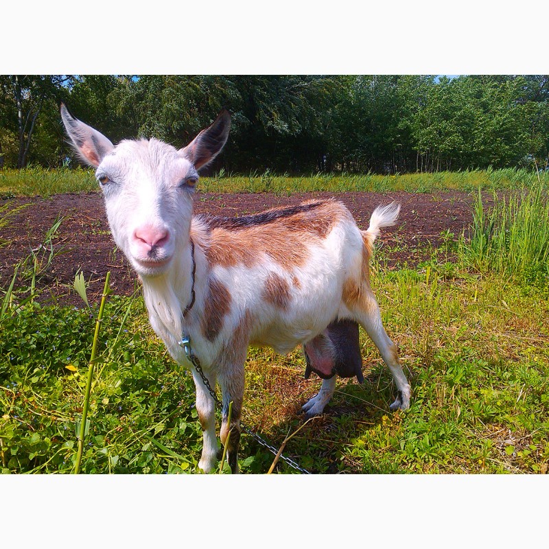 Фото 7. Продам дойных безрогих коз