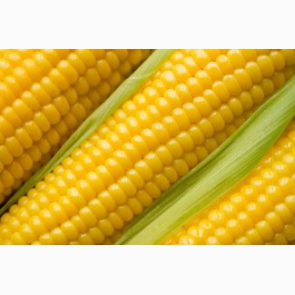 Организация закупает кукурузу. Вся Украина