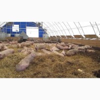 Продам свиней 3-х породный гибрид