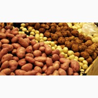Продам картофель разных сортов, возможна доставка