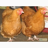 Домашние цыплята чистокровных мясо-яичных пород курей