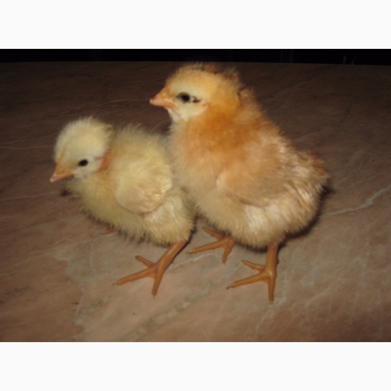 Фото 5. Домашние цыплята чистокровных мясо-яичных пород курей
