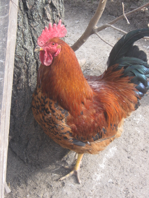 Фото 7. Домашние цыплята чистокровных мясо-яичных пород курей