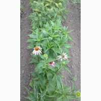 Семена эхинацеи echinacea seeds