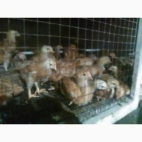 Продам суточных и подрощеных цыплят и корма оптом и врозницу