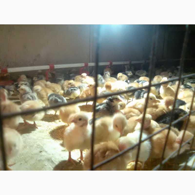 Фото 2. Продам суточных и подрощеных цыплят и корма оптом и врозницу