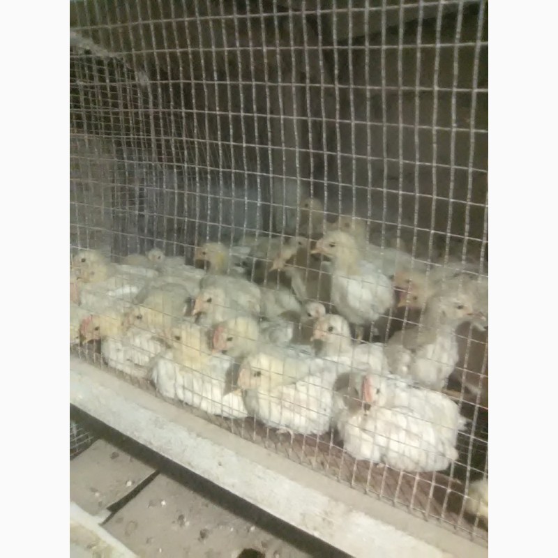 Фото 4. Продам суточных и подрощеных цыплят и корма оптом и врозницу