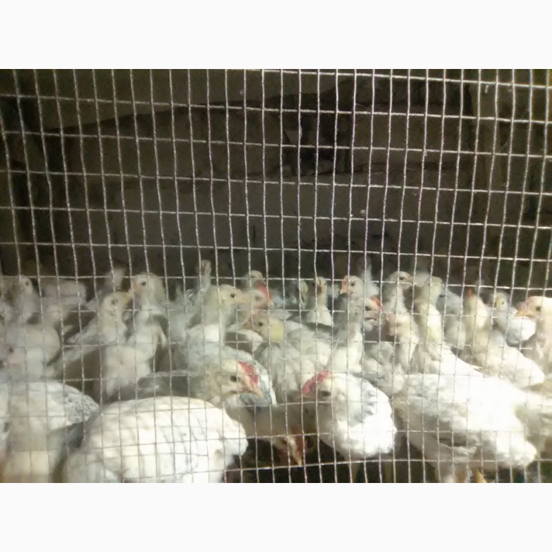 Фото 6. Продам суточных и подрощеных цыплят и корма оптом и врозницу