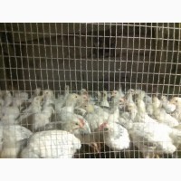 Продам суточных и подрощеных цыплят и корма оптом и врозницу