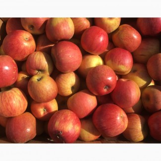 Продам яблука: Фуджі