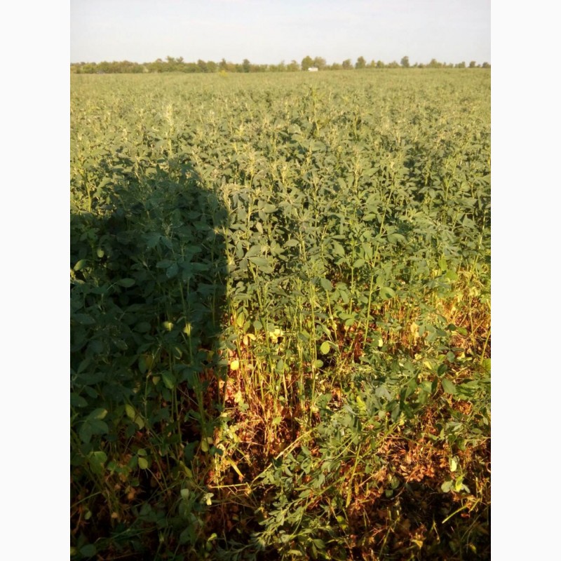 Фото 2. Сено люцерни в тюках урожай 2018