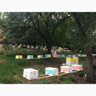 Плодные пчеломатки Бакфаст (от Измайлова Г.Б.). Матки, бджоломатки