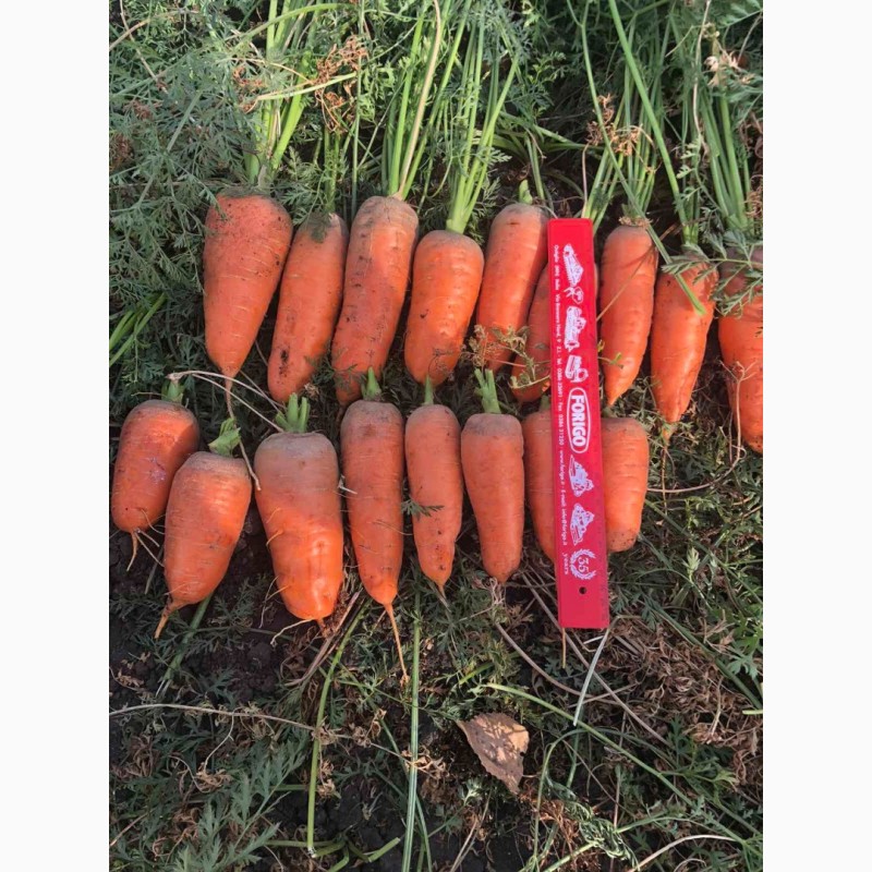 Фото 2. Продам морковь
