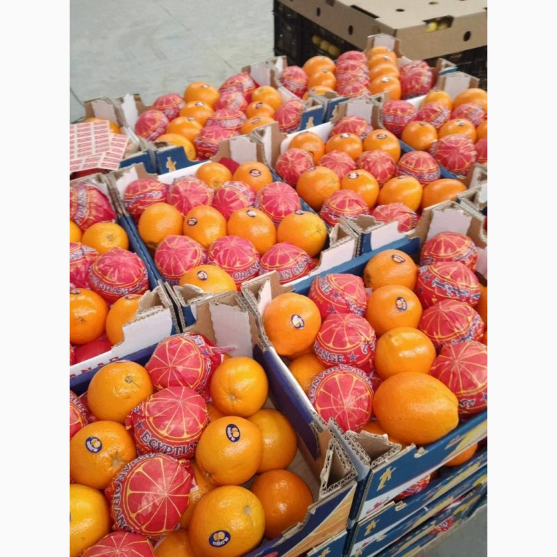 Фото 4. Апельсин Египет высший сорт в НАЛИЧИИ
