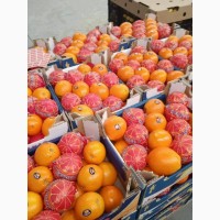 Апельсин Египет высший сорт в НАЛИЧИИ