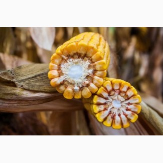 ВН 6763 - посівний матеріал кукурудзи ФАО 250