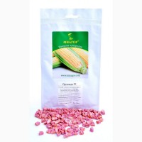 Насіння цукрової кукурудзи Орландо F1, сахарная кукуруза, 78-80 днів