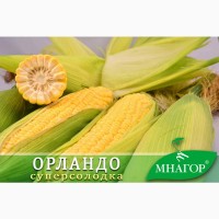 Насіння цукрової кукурудзи Орландо F1, сахарная кукуруза, 78-80 днів