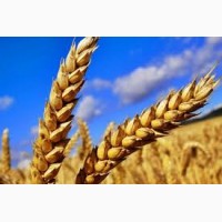 Крупнооптовая закупка пшеницы