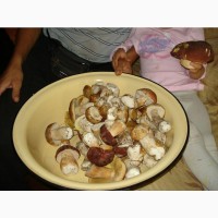 Продам грибы маринованные: белые, маслята, опята